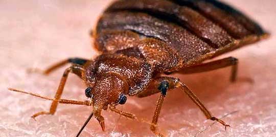 Bed Bugs Jones Pest Control Inc