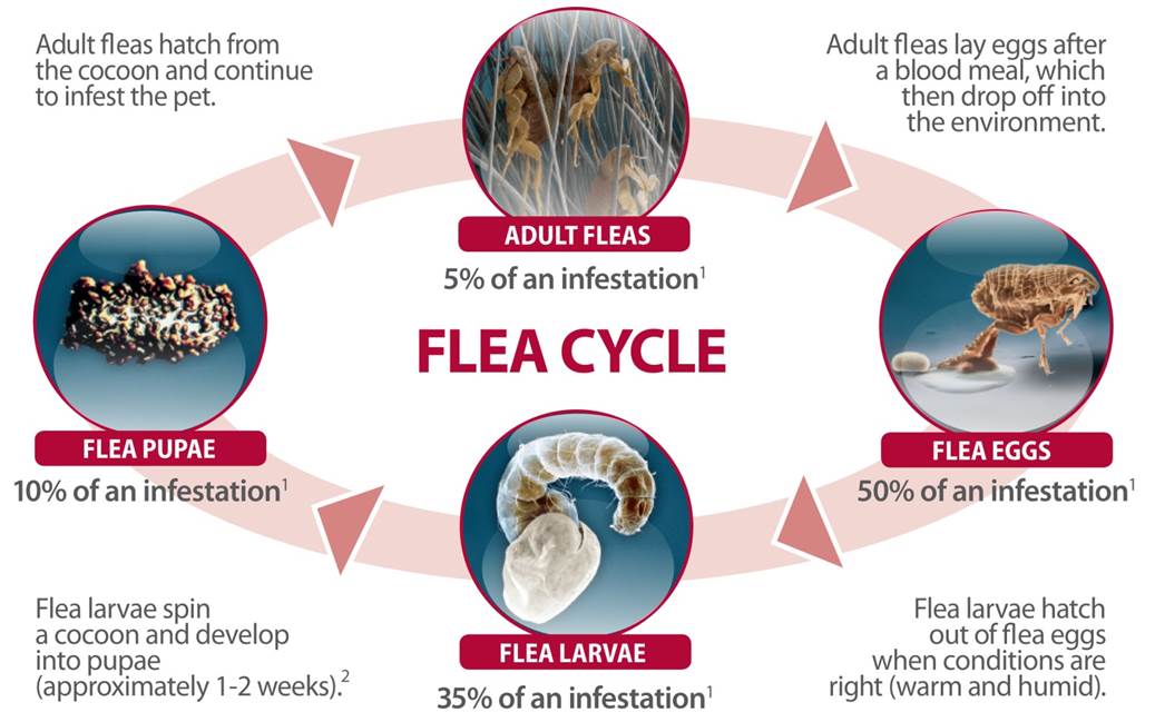 What Months Are Fleas Most Active at William Harmon blog