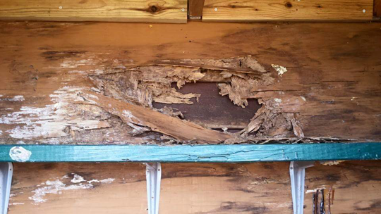 termites removal